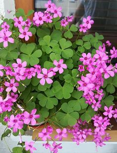 purple flowers are growing in a pot on the window sill