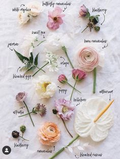 an arrangement of flowers on a sheet with the names of each flower and their petals