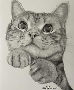 a pencil drawing of a cat with its paw on the side of it's face