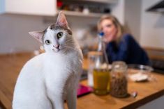 a white cat sitting on top of a wooden table next to a woman in a kitchen