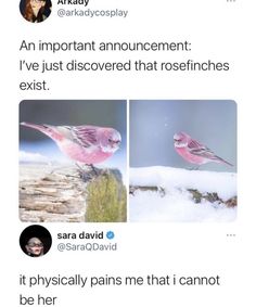 the tweet has two pictures of birds on it and one is saying, an important announcement i've just discovered that rose finchches exist