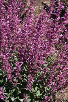 purple flowers are blooming in the desert