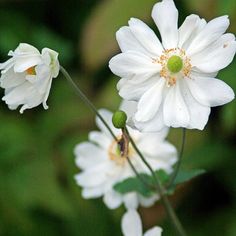 three white flowers with green leaves in the background