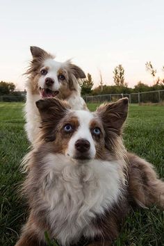 two brown and white dogs sitting in the grass