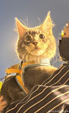 a cat is wearing a harness and looking at the camera