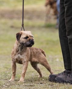 a small brown dog standing on top of a grass covered field next to a person