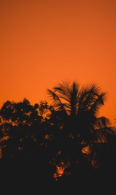 an airplane flying in the sky with trees silhouetted against it's orange and yellow sunset