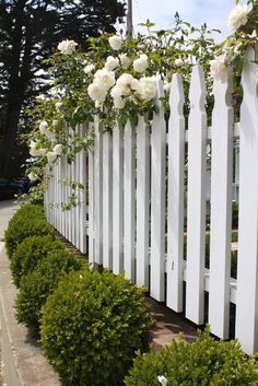 a white picket fence with roses growing over it