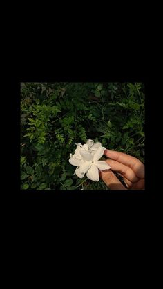 a person's hand holding a white flower