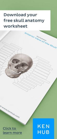 a book with an image of a skull on the cover and text that reads,'free skill anatomy worksheet click to learn more