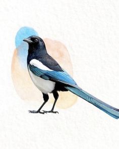 a watercolor painting of a blue and white bird