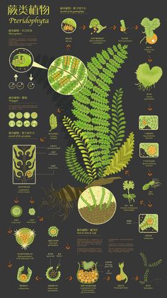 a poster with plants and other things on it