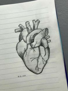 a drawing of a human heart on lined paper