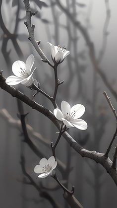 white flowers are blooming on a branch in front of dark background with thin branches