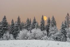 the full moon is seen in the distance behind some snow - covered trees and bushes