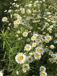 many white and yellow flowers in the grass