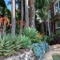 some plants and trees in front of a house with a swimming pool on the side