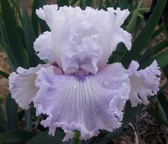 a purple and white flower with water droplets on it