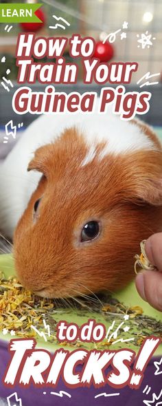 Train Your Guinea Pigs to do Tricks! Guinea Pig Cage Ideas Aesthetic, Diy Guinea Pig Hideout, Guinea Pigs Cage Ideas, Diy Guinea Pig Toys