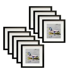 six framed photographs of ducks swimming in the water