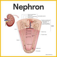 the structure of an organ and its structures