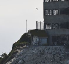 a flock of birds standing on top of a rocky hill next to a tall building