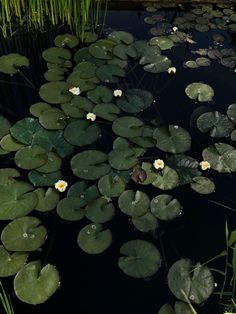 water lilies are growing in the pond