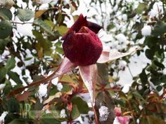 a close up of a flower with snow on it