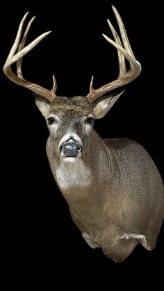 a close up of a deer with antlers on it's head and neck