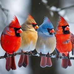 three colorful birds sitting on top of a tree branch in the snow and one bird with red feathers