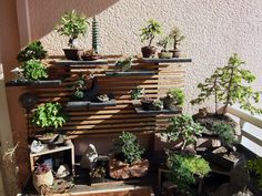 several potted plants are arranged on a shelf