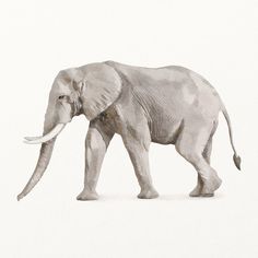 an elephant walking across a white ground