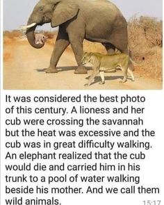 an elephant walking across a dirt road next to a cat