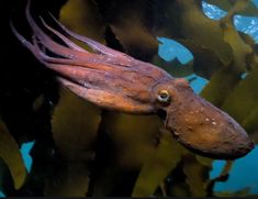 an octopus swims in the water among seaweed