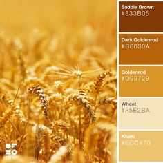 the color scheme is brown, yellow and white with an image of wheat in it