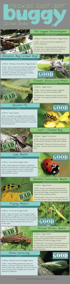 an info sheet with different types of bugs and insects in the wild, including ladybugs