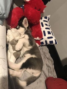 a puppy sleeping next to a red teddy bear on top of a bed with pillows