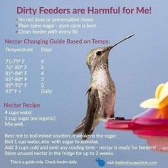 a hummingbird sitting on top of a bird feeder with information about it's feeding time