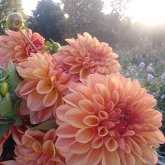 large orange flowers with green leaves in the foreground and trees in the back ground