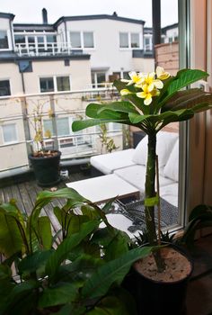 a potted plant sitting on top of a window sill next to a couch