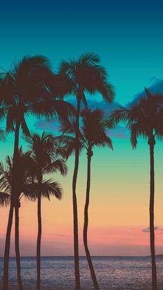 there are palm trees on the beach at sunset