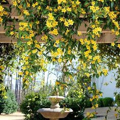 yellow flowers are growing on the branches of a tree near a fountain in a garden