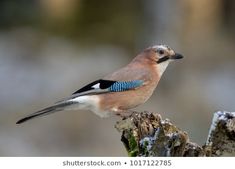 a blue and white bird sitting on top of a tree stump in the woods,