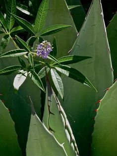 a purple flower sitting on top of a green leafy plant next to other plants