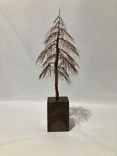 a small tree in a black square vase