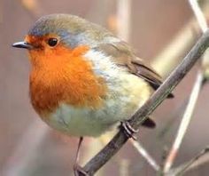 a small bird sitting on top of a tree branch