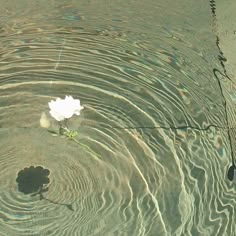 a white flower floating on top of a lake next to a street sign with the word love written below it