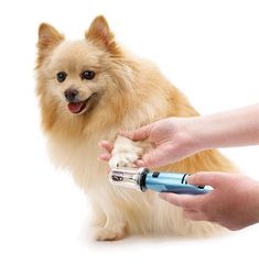 a small dog being groomed by a person with an electric toothbrush in it's mouth