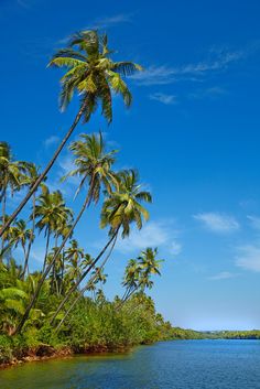 palm trees line the shore of a tropical island