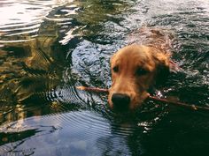 a dog swimming in the water with a stick in it's mouth and looking at the camera